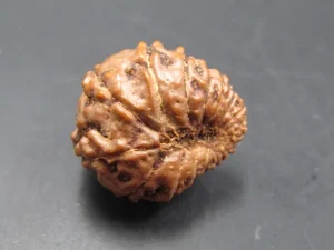 15 Mukhi Rudraksha