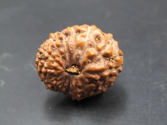 15 Mukhi Rudraksha