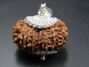 15 Mukhi Rudraksha