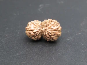 15 Mukhi Rudraksha