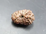 15 Mukhi Rudraksha