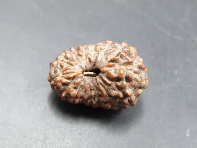 15 Mukhi Rudraksha
