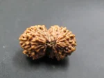 15 Mukhi Rudraksha
