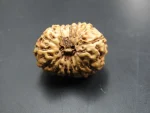 15 Mukhi Rudraksha