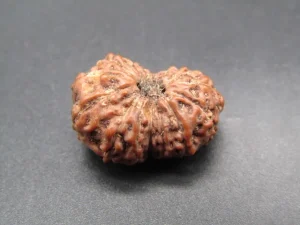 15 Mukhi Rudraksha