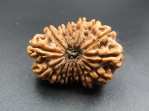 15 Mukhi Rudraksha