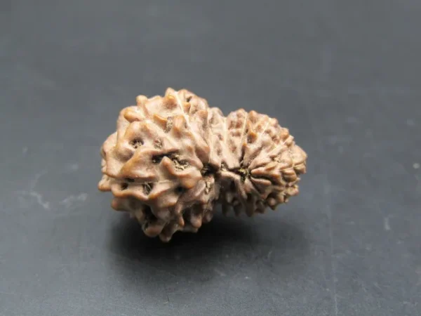 15 Mukhi Rudraksha