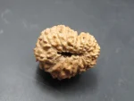 15 Mukhi Rudraksha