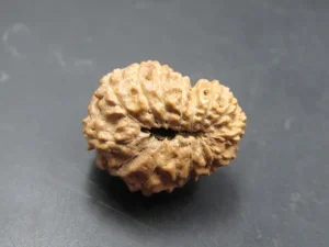 15 Mukhi Rudraksha