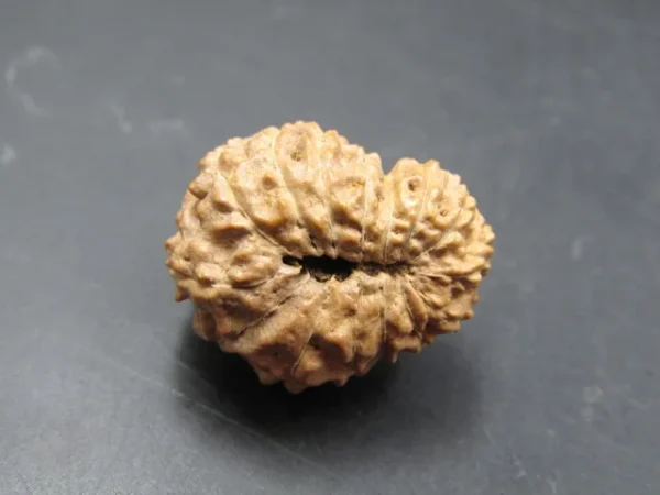 15 Mukhi Rudraksha