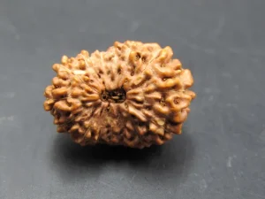 15 Mukhi Rudraksha