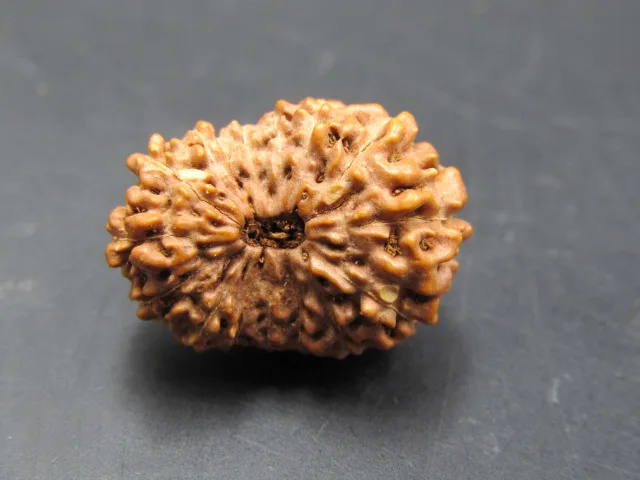15 Mukhi Rudraksha