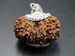 15 Mukhi Rudraksha