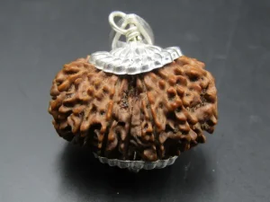 15 Mukhi Rudraksha