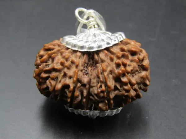 15 Mukhi Rudraksha