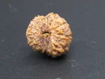 15 Mukhi Rudraksha