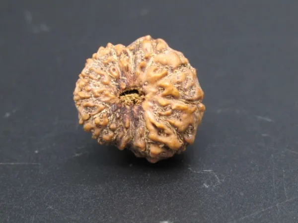 15 Mukhi Rudraksha