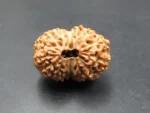 15 Mukhi Rudraksha
