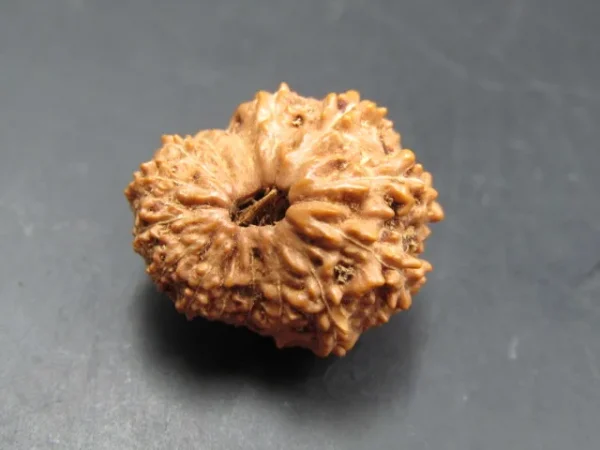 15 Mukhi Rudraksha