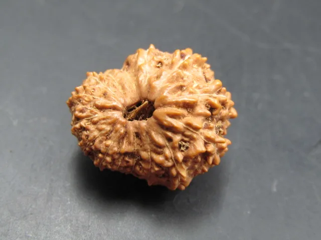 15 Mukhi Rudraksha
