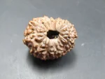 15 Mukhi Rudraksha