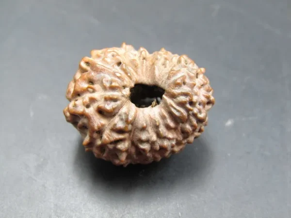 15 Mukhi Rudraksha