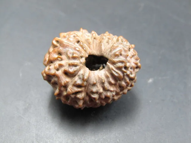 15 Mukhi Rudraksha