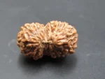 15 Mukhi Rudraksha