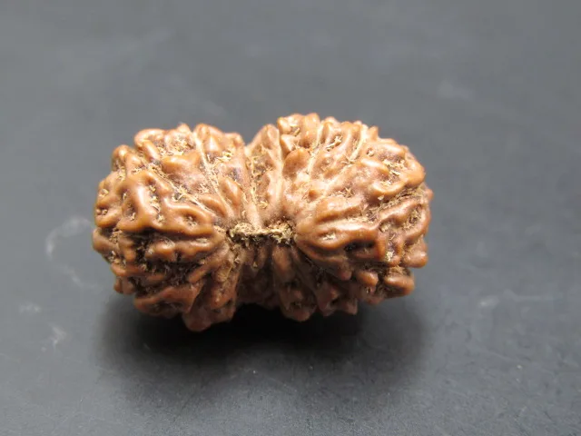15 Mukhi Rudraksha