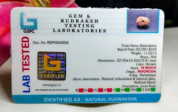16 Mukhi Certificate