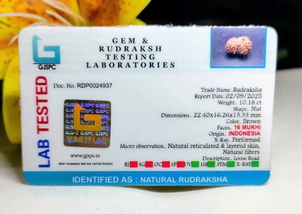 16 Mukhi Certificate