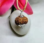 16 Mukhi Rudraksha