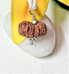 16 Mukhi Rudraksha