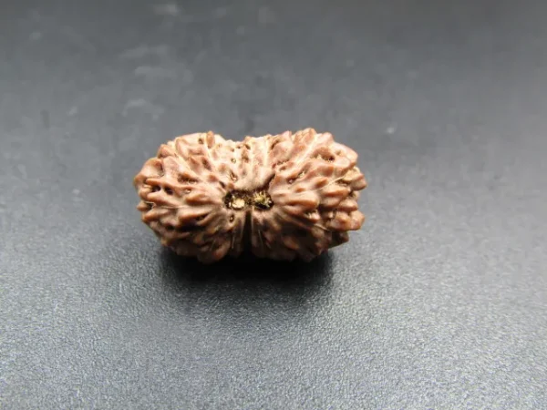 16 Mukhi Rudraksha