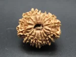 16 Mukhi Rudraksha