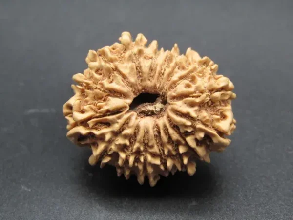 16 Mukhi Rudraksha
