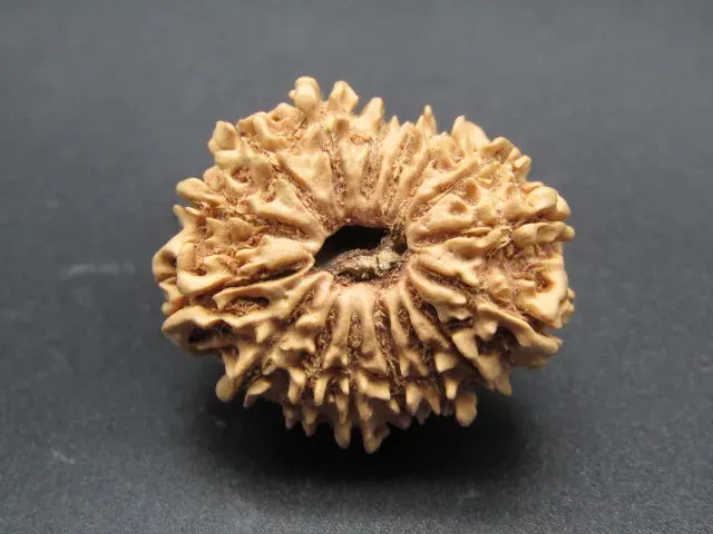 16 Mukhi Rudraksha