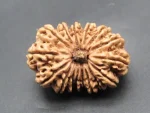 16 Mukhi Rudraksha