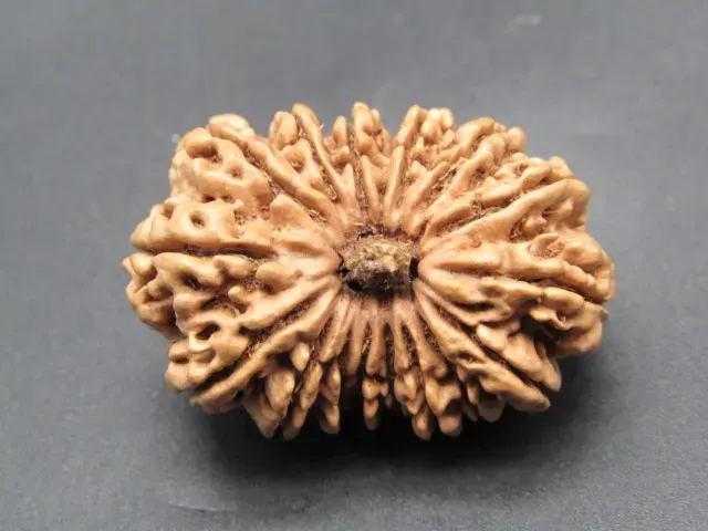 16 Mukhi Rudraksha