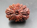 16 Mukhi Rudraksha