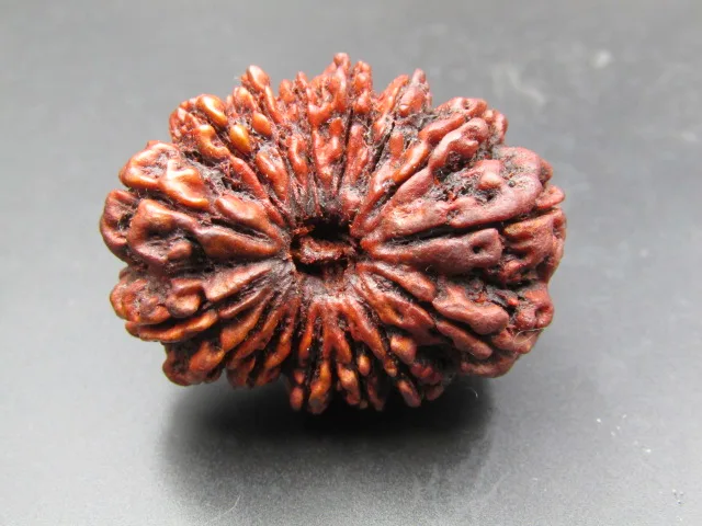 16 Mukhi Rudraksha