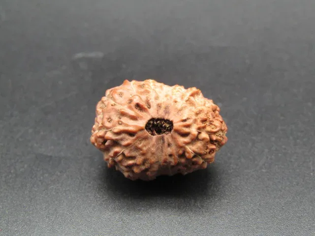 16 Mukhi Rudraksha