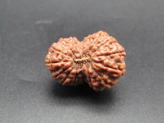 16 Mukhi Rudraksha
