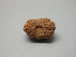 16 Mukhi Rudraksha