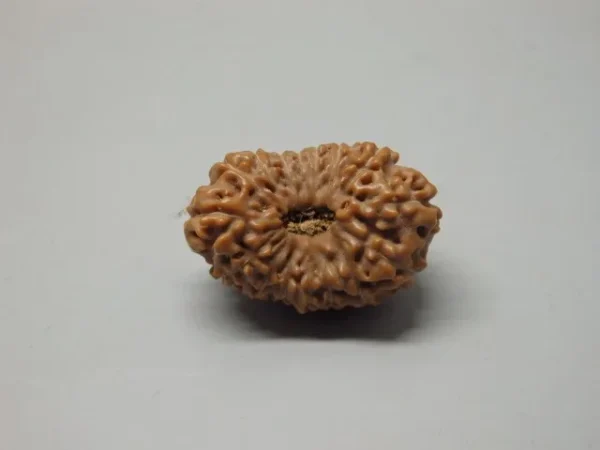 16 Mukhi Rudraksha