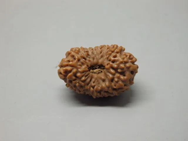 16 Mukhi Rudraksha