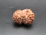 16 Mukhi Rudraksha