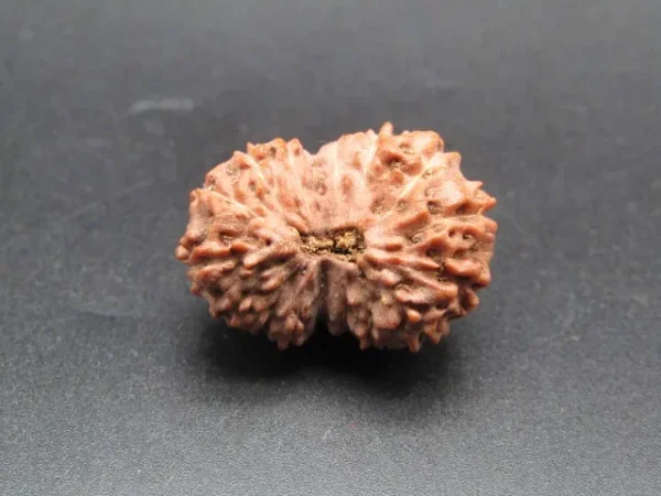 16 Mukhi Rudraksha
