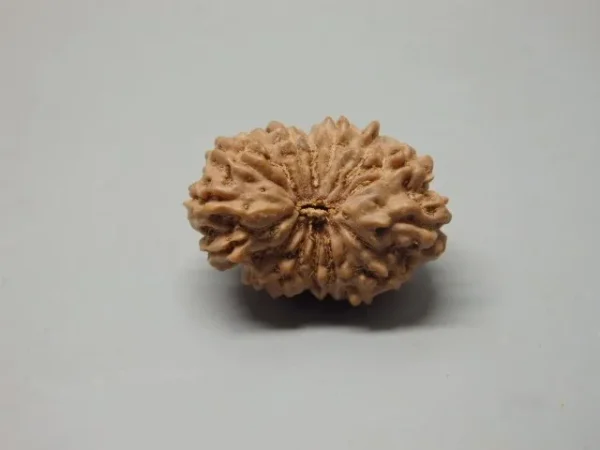 16 Mukhi Rudraksha