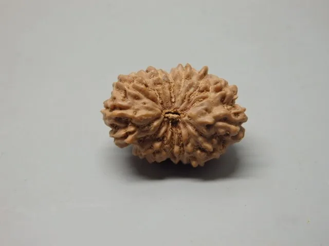 16 Mukhi Rudraksha